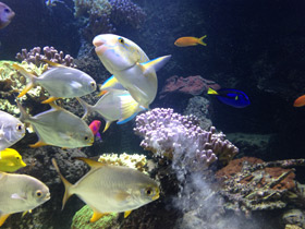 Фото Тупорылый помпано