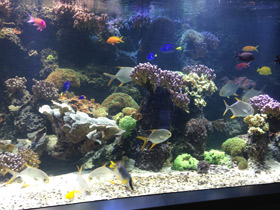 Фото Тупорылый помпано