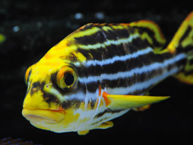 Фото Полосатый гатерин