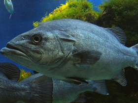 Фото Обыкновенный полиприон