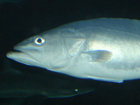 Фото Полиприоновые