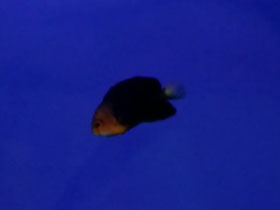 Фото Фиолетовый центропиг