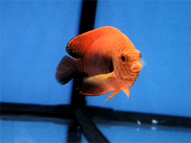 Смотреть фото Центропиг Поттера Фото Центропиг Поттера