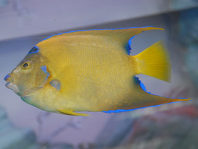 Ангел-королева Ангел-королева