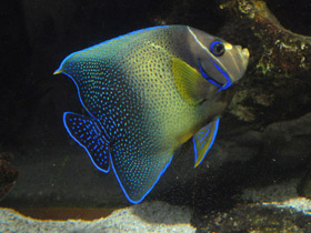 Смотреть фото Полукруглый ангел Фото Полукруглый ангел