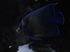 Смотреть фото Полукруглый ангел Фото Полукруглый ангел