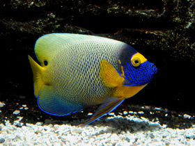 Смотреть фото Синеголовый ангел Фото Синеголовый ангел