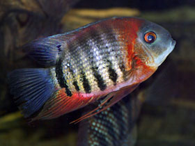 Фото Красноплечий северум