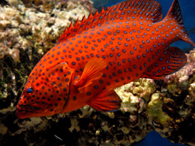 Фото Красный групер