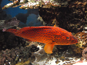 Фото Красный групер