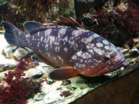 Фото Гигантский мероу