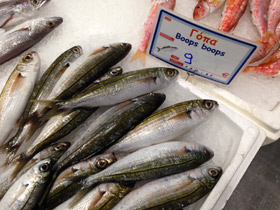 Фото Большеглазый боопс