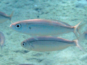 Фото Большеглазый боопс