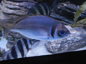 Фото Франсмадам