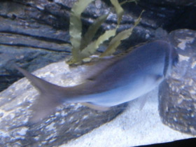 Фото Франсмадам