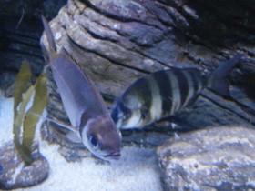 Фото Зубарь