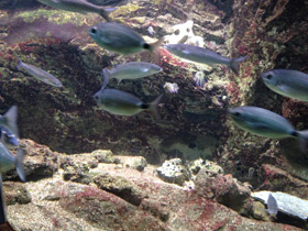 Фото Белый сарг