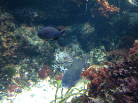 Фото Чернохвостая облада