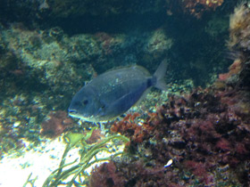 Фото Чернохвостая облада