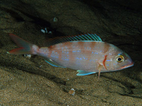 Фото Красный паггел