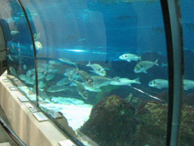 Фото Дорада