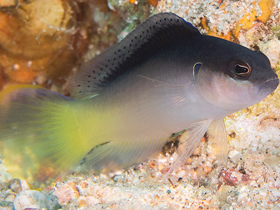 Фото Бледный ложнохромис