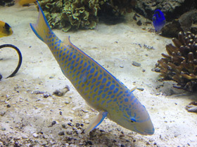 Фото Жёлточешуйный попугай