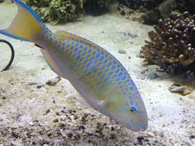 Фото Жёлточешуйный попугай