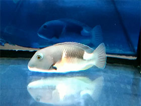 Фото Обычный попугай