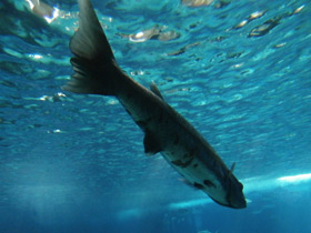 Смотреть фото Большая барракуда Фото Большая барракуда