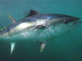 Фото Австралийский тунец