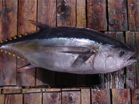 Фото Большеглазый тунец