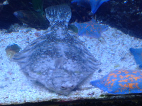 Фото Темная полярная камбала