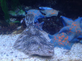 Фото Морские лежебоки. Легенды о камбале