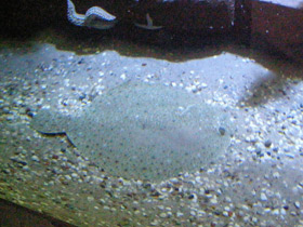 Фото Рыба тюрбо