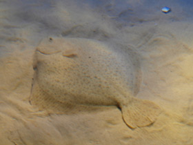 Фото Рыба тюрбо