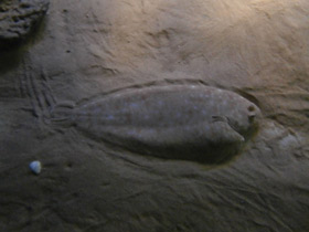 Фото Европейская солея