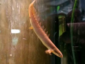 Смотреть фото Древнейшая аквариумная рыбка – сенегальский полиптерус Фото Древнейшая аквариумная рыбка – сенегальский полиптерус