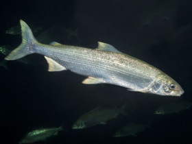 Смотреть фото Белорыбица Фото Белорыбица