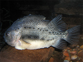 Смотреть фото Пинагор Фото Пинагор