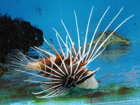 Фото Радиальная крылатка