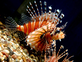 Фото Крылатка-зебра