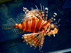 Фото Крылатка-зебра