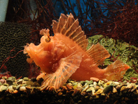 Фото Рыба-скорпион Эйшмера