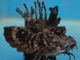 Фото Японская бородавчатка