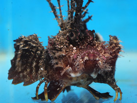 Фото Японская бородавчатка