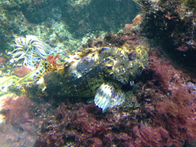 Фото Океанская бородавчатка