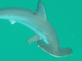 Фото Обыкновенная акула-молот