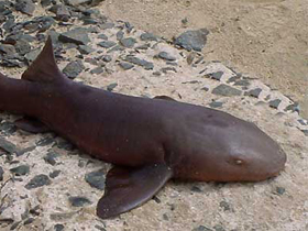 Смотреть фото Короткохвостая акула-нянька Фото Короткохвостая акула-нянька