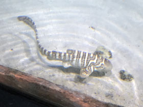 Смотреть фото Зебровая акула Фото Зебровая акула